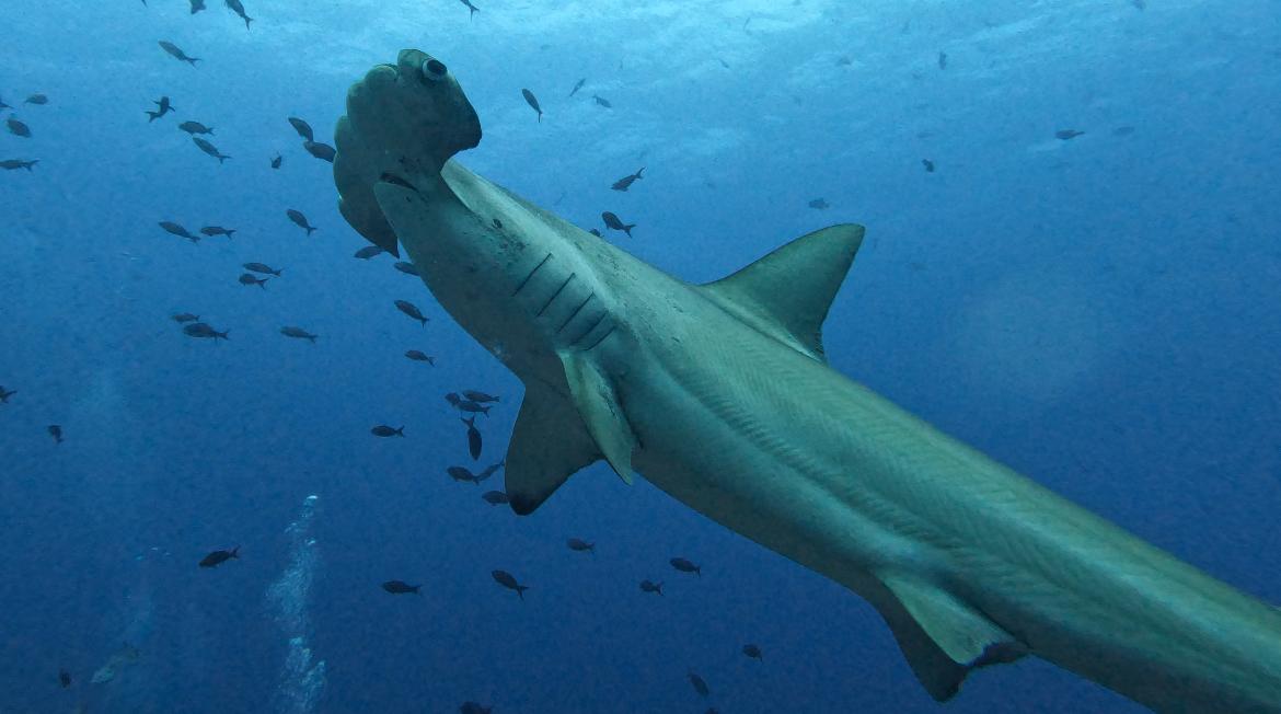 hammerhead_nick.jpeg