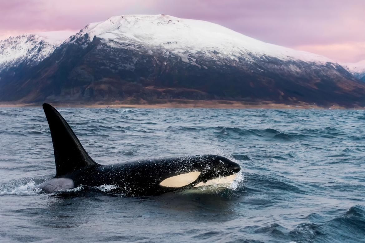 orca_matt.jpeg