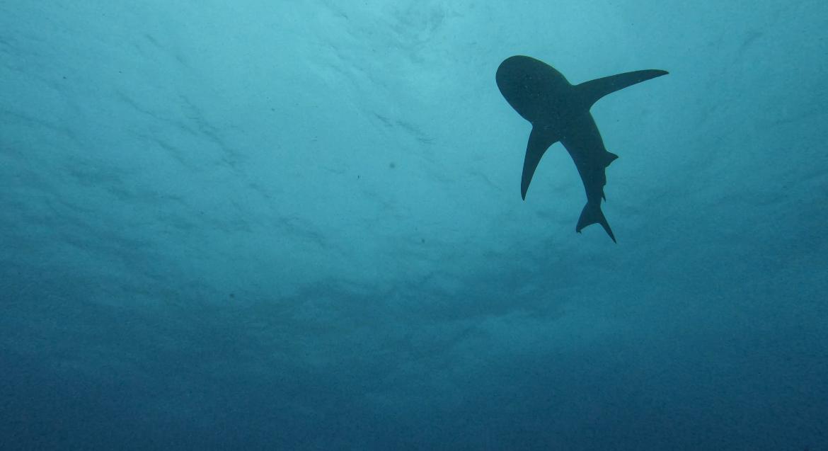 shark_nick.jpeg